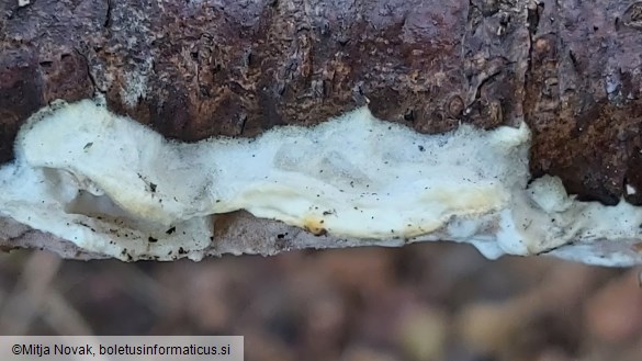 Vitreoporus dichrous