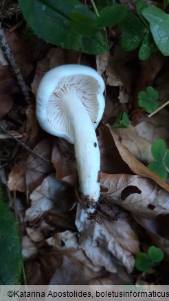 Hygrophorus cossus