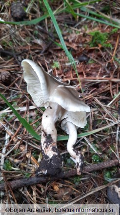 Tricholoma saponaceum