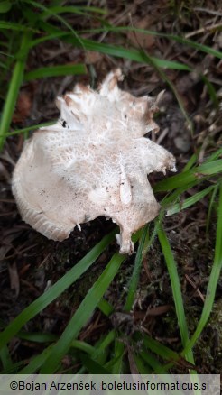 Russula virescens