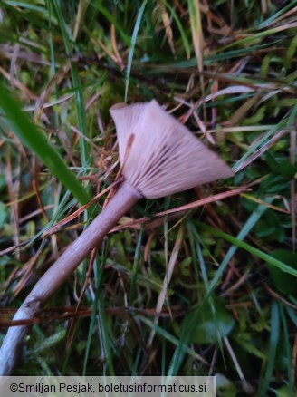 Pseudoclitocybe expallens