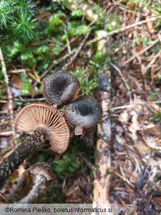 Inocybe calamistrata