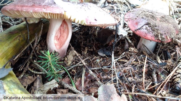 Russula olivacea