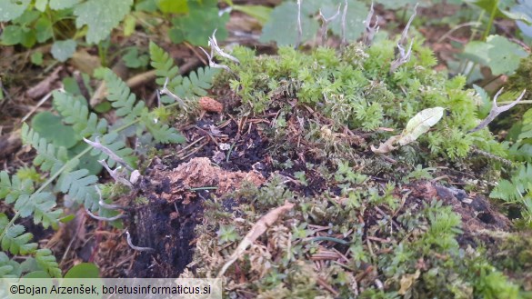 Xylaria hypoxylon