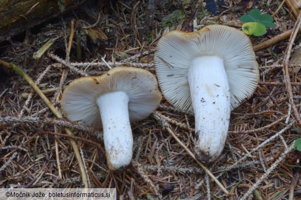 Russula fragrans