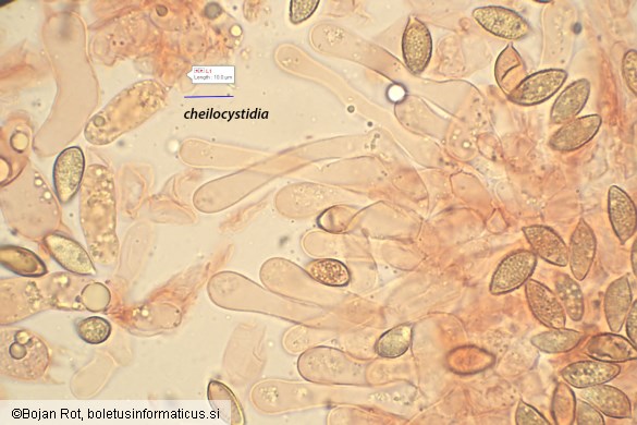 Hebeloma pseudofragilipes