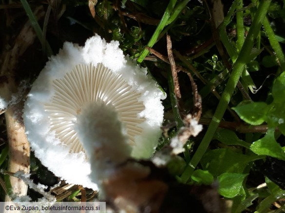 Cystolepiota pulverulenta