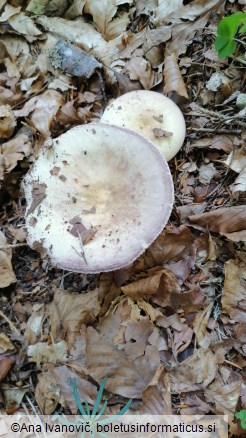 Russula violeipes