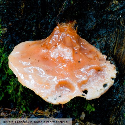 Fistulina hepatica