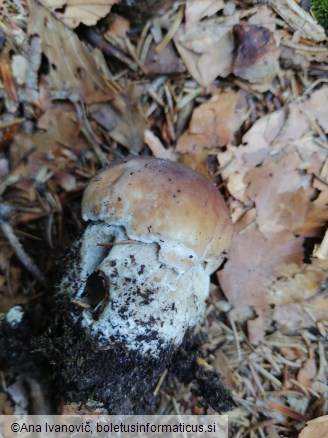 Boletus edulis