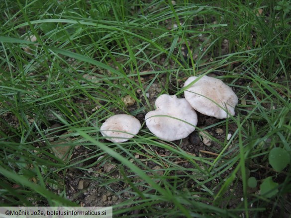 Leucocybe candicans