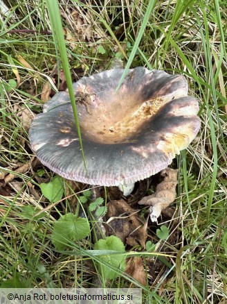 Russula grisea