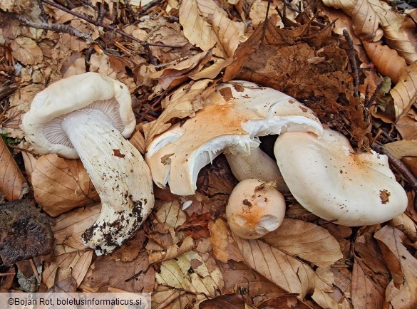 Hygrophorus poetarum