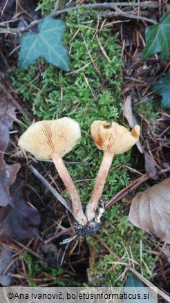 Pholiota astragalina