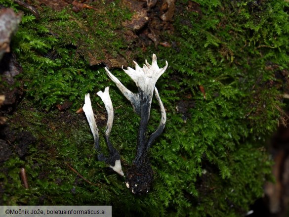 Xylaria hypoxylon