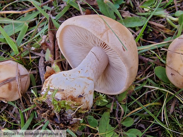 Hebeloma laterinum