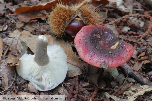 Russula atropurpurea