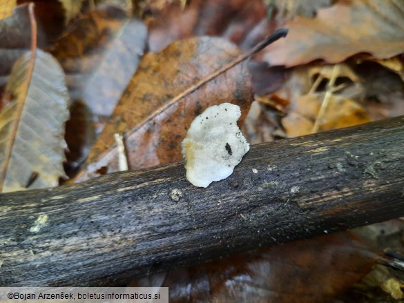 Oligoporus subcaesius