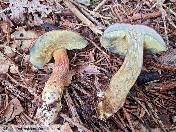 Hortiboletus bubalinus