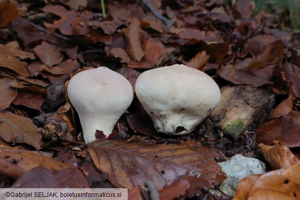 Lycoperdon molle