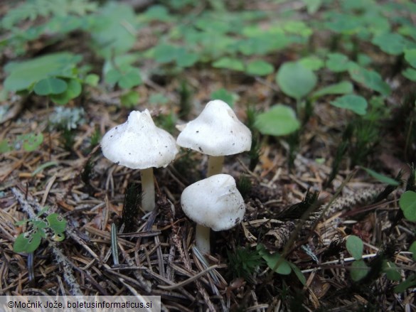 Inocybe umbratica