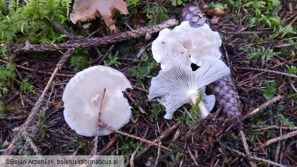 Clitocybe odora