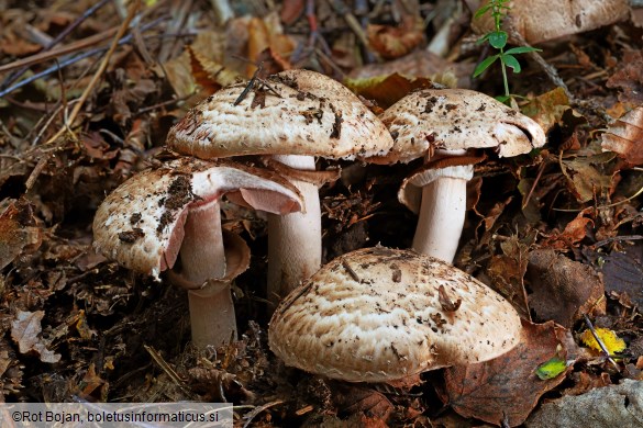 Agaricus silvaticus