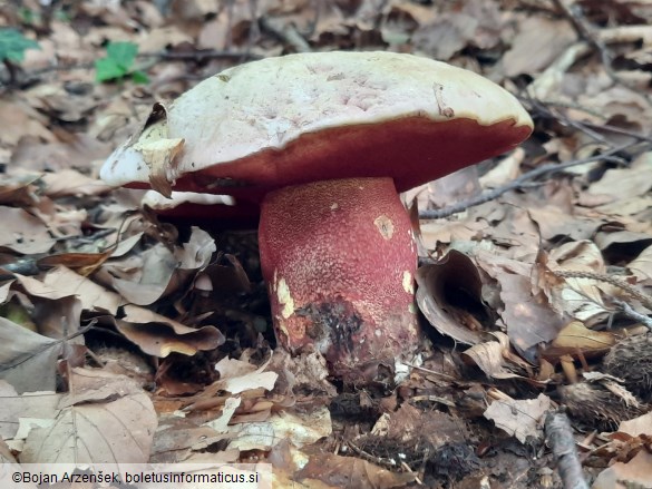 Rubroboletus rhodoxanthus