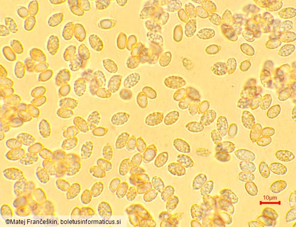 Hygrophorus abieticola