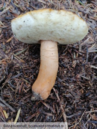 Boletus castaneus