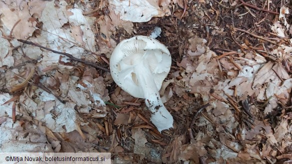 Amanita virosa