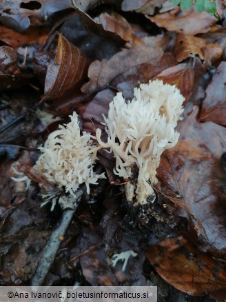 Ramaria gracilis