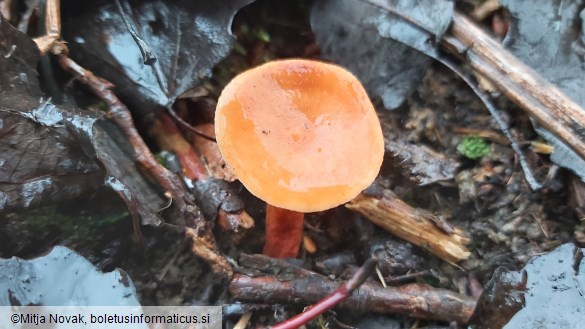 Lactarius lacunarum