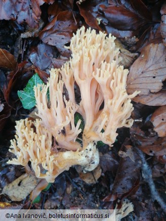 Ramaria formosa