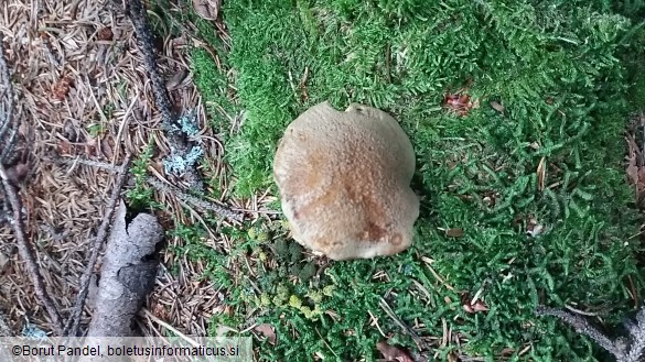 Suillus variegatus