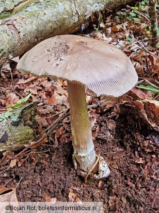 Amanita umbrinolutea