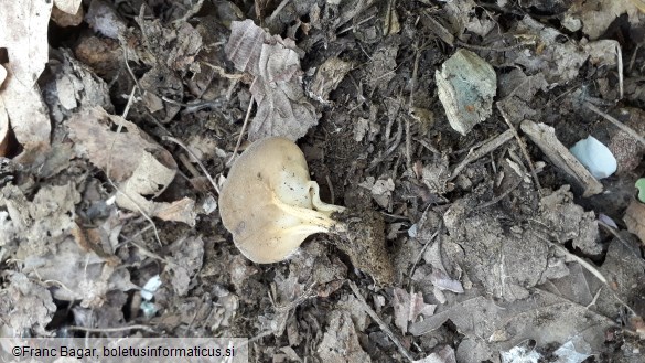 Helvella acetabulum