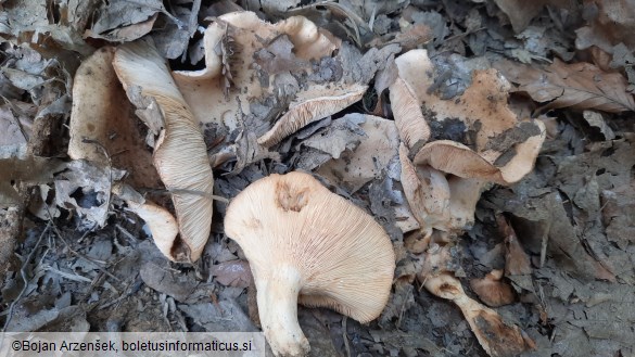 Lactarius illyricus