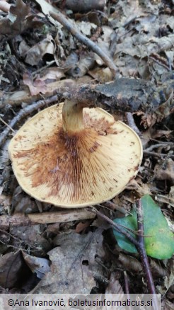 Paxillus involutus