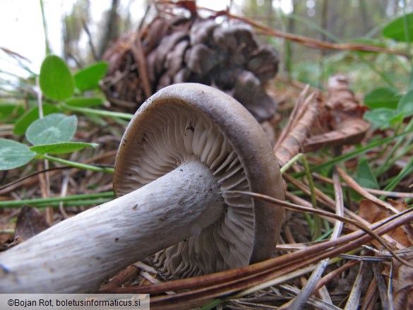 Lyophyllum maleolens