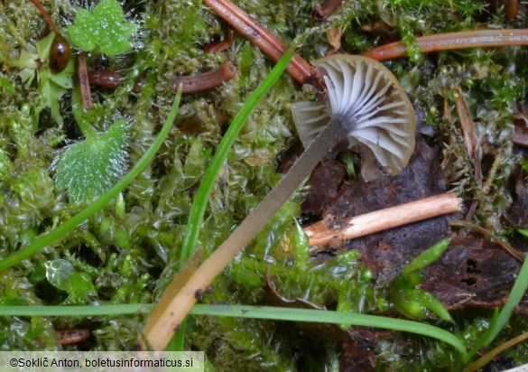 Rickenella swartzii