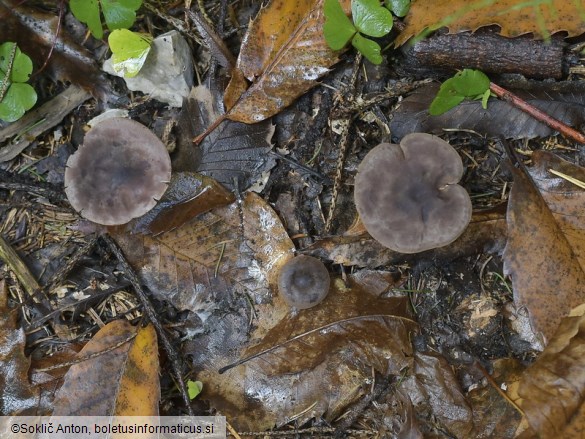 Calocybe obscurissima