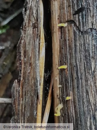 Calocera cornea