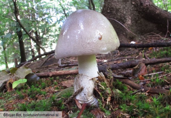 Amanita argentea