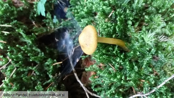 Cortinarius semisanguineus