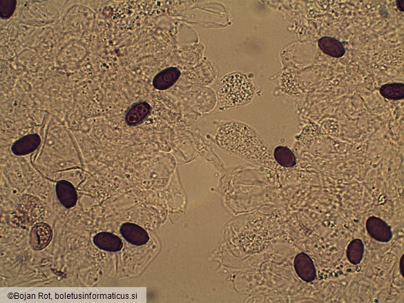 Psathyrella microrhiza