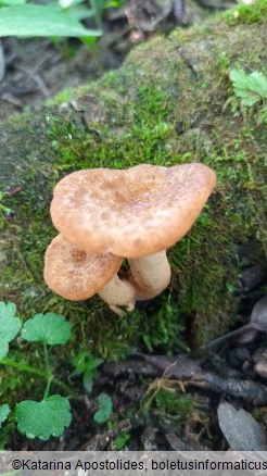 Polyporus tuberaster