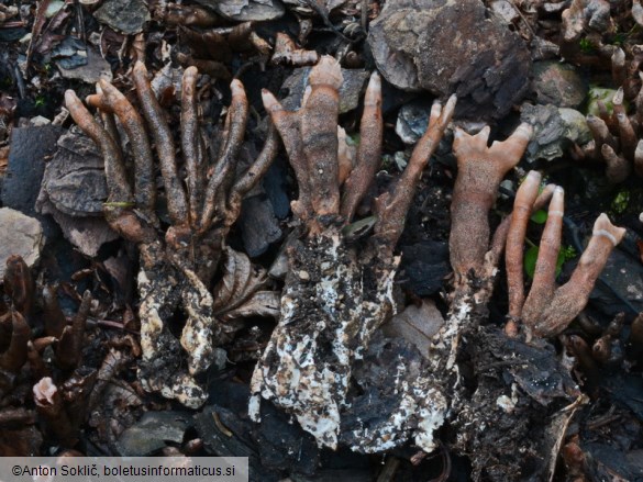 Xylaria guepini