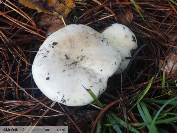 Russula anatina