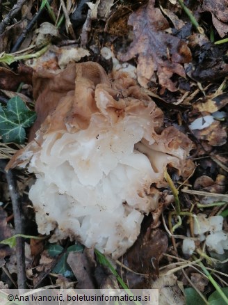 Gyromitra esculenta